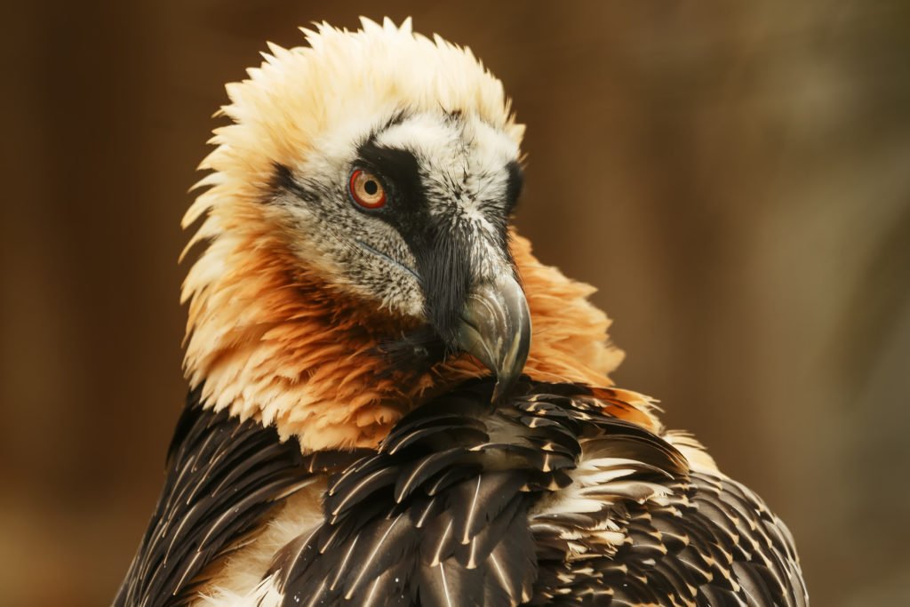 Bearded Vulture