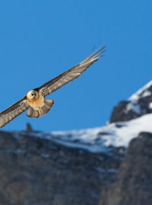 Bearded Vulture