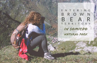 Brown bear tour Asturias