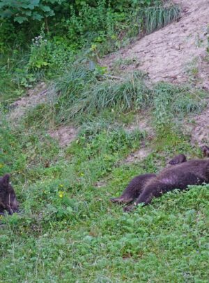 Brown bear with cubs