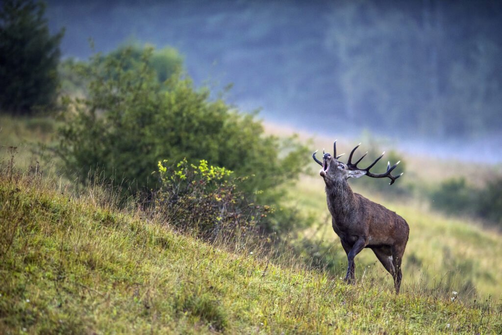 Red,Deer,At,Dawn,On,A,Foggy,Autumn,Morning,During