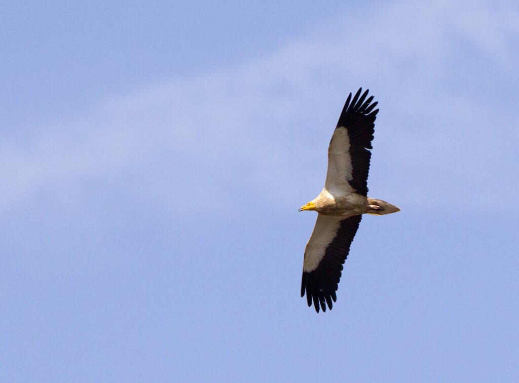 Egyptian vulture