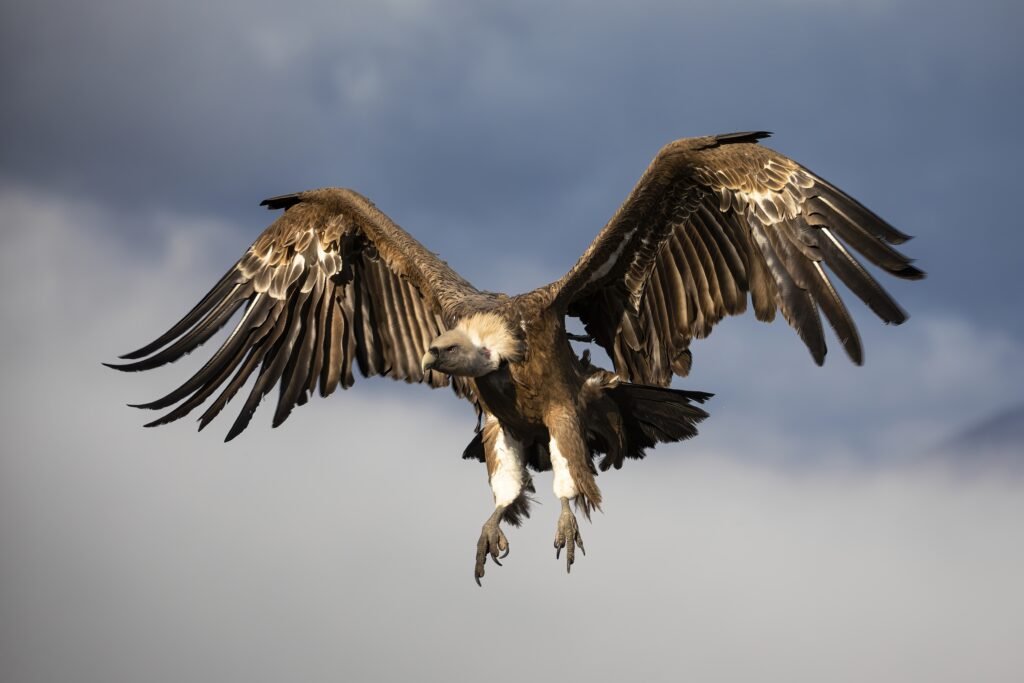 Griffon vulture