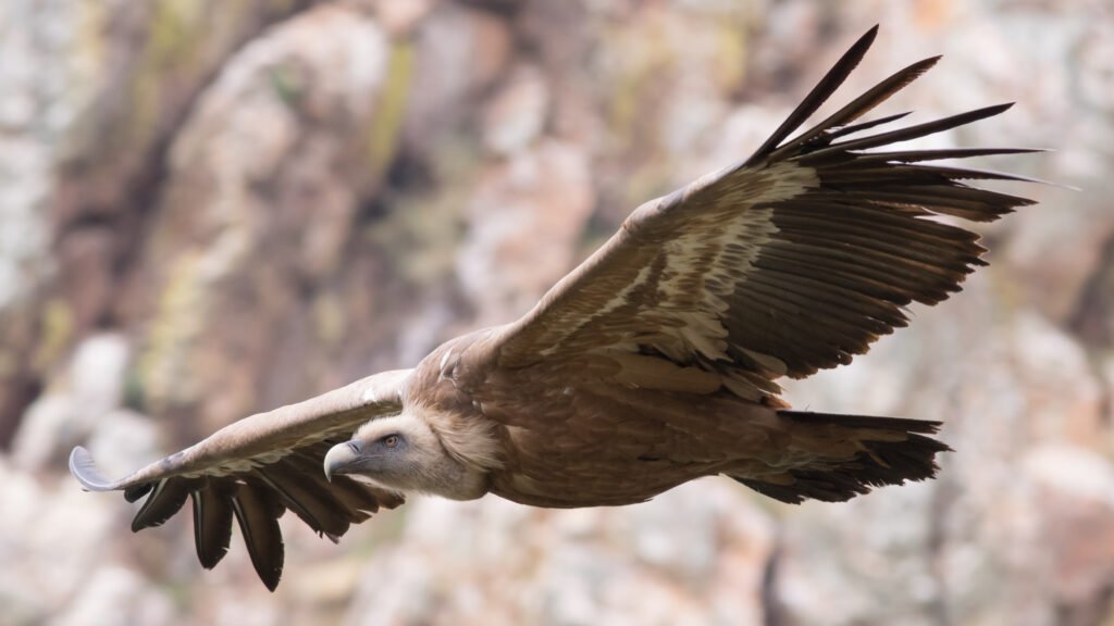 Griffon vulture
