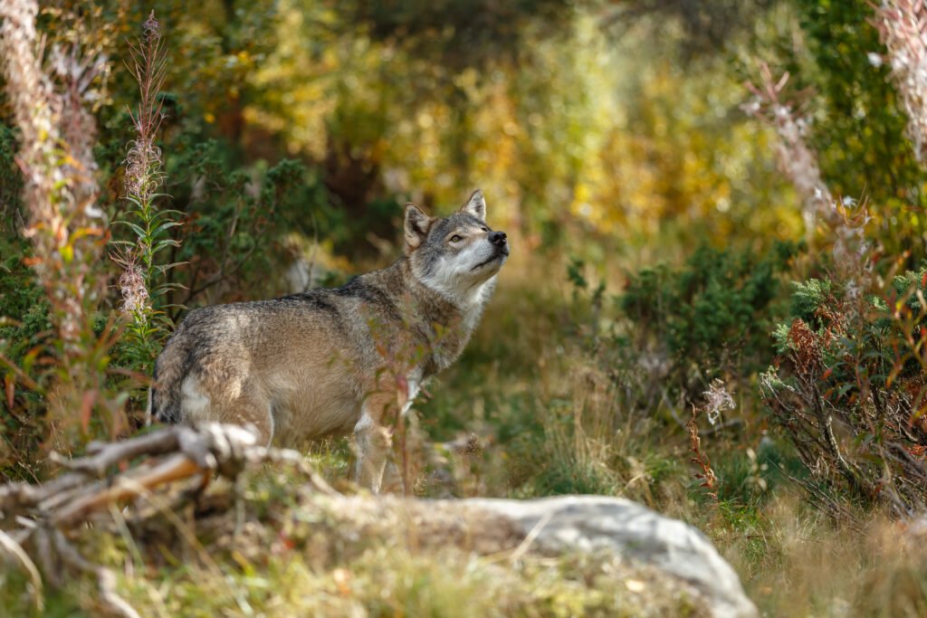 Grey,Wolve,Standing,In,A,Green,Surrouding