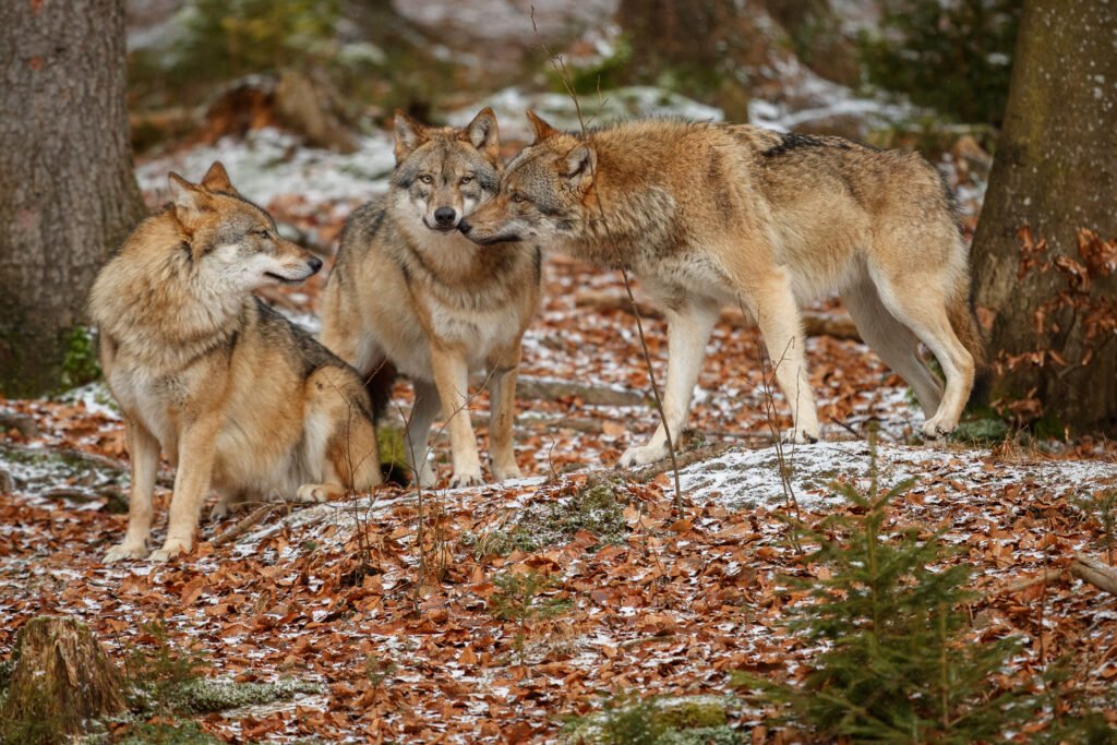 Eurasian,Wolfpack,In,Nature,Habitat,In,Bavarian,Forest,,National,Park