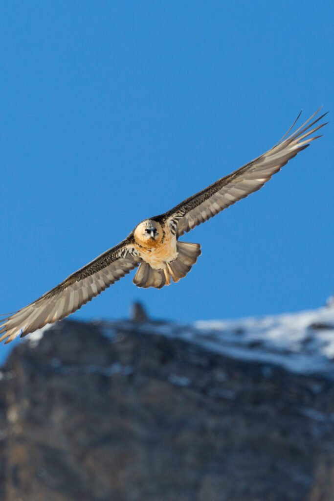 Bearded Vulture